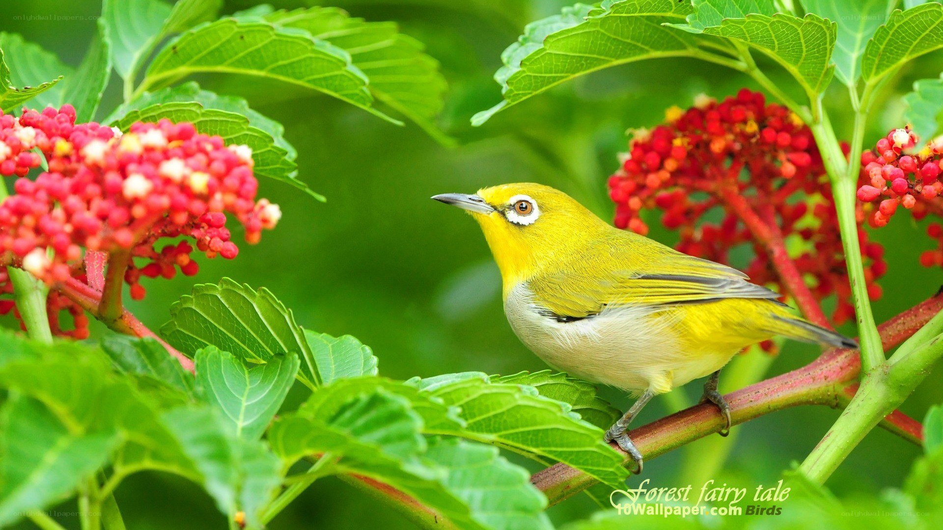 Yellow bird on berry branch