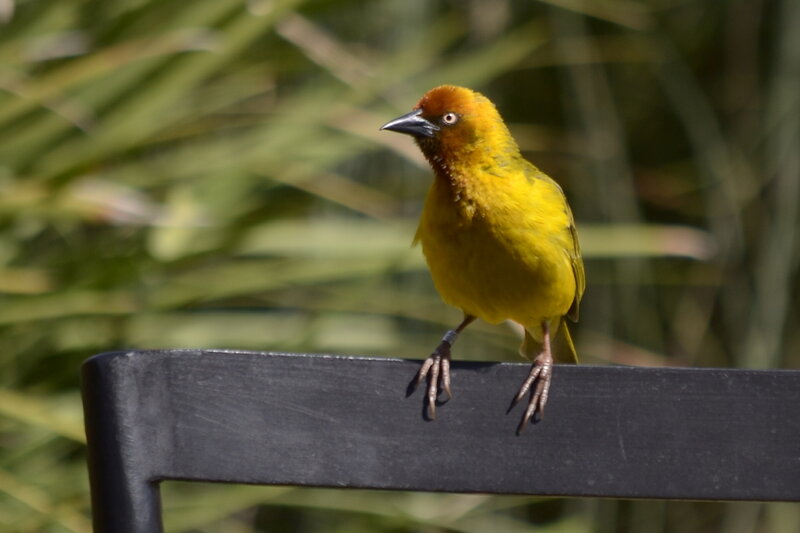 Yellow Bird on Black Rail