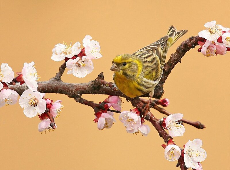 Yellow Bird on Blossom Branch