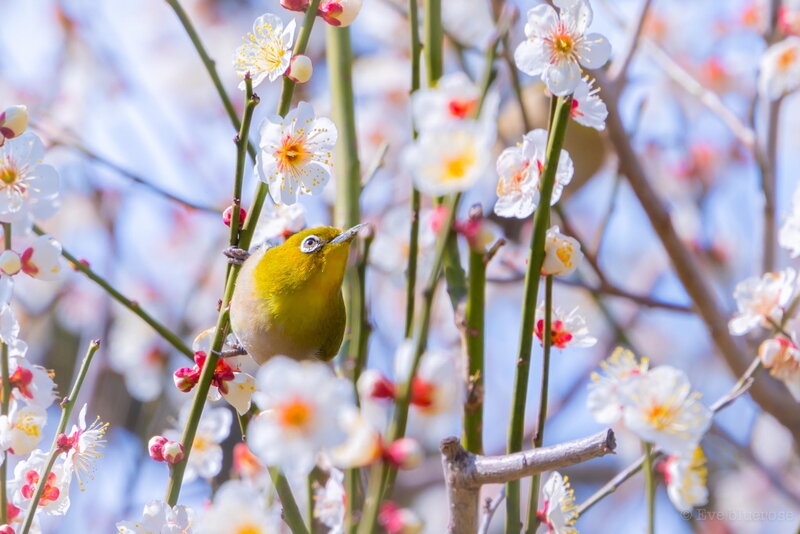Yellow Bird on Blossoms