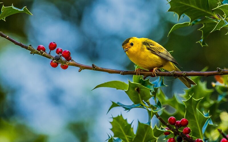 Yellow Bird on Branch — Autumn, Photograph