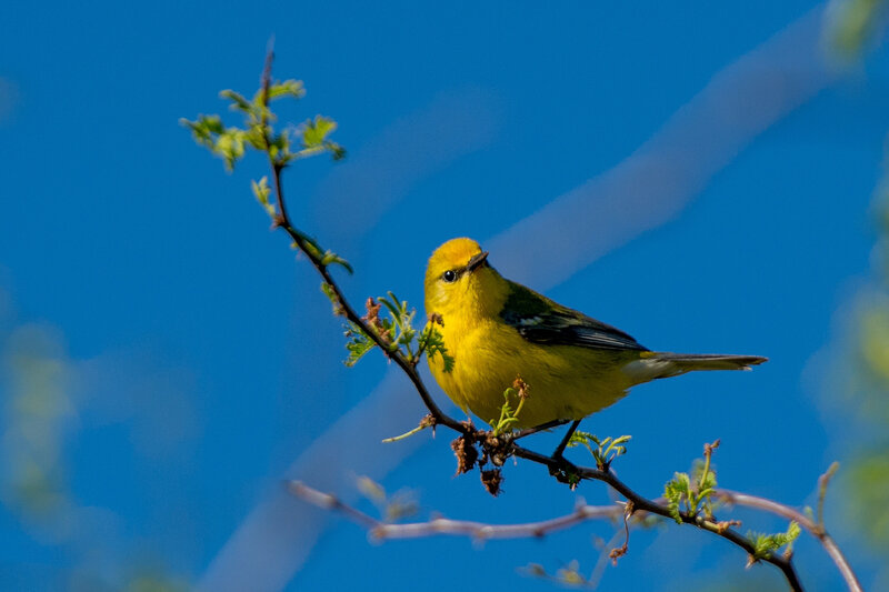 Yellow Bird on Branch — Blue, Serene
