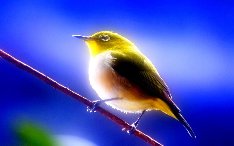 Yellow Bird on Branch — Blue