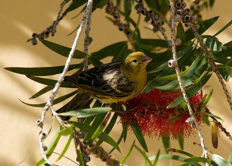 Yellow Bird on Branch — Calm, Afternoon