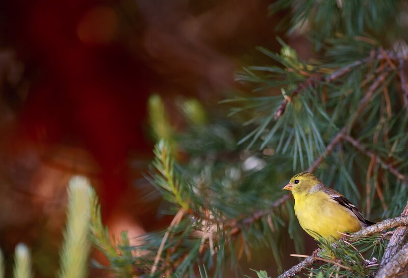 Yellow Bird on Branch — Calm, Autumn
