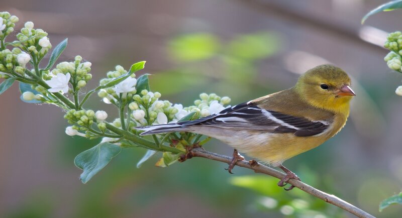 Yellow Bird on Branch — Calm, Morning, Photograph, Flowers