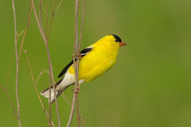 Yellow Bird on Branch — Calm, Morning, Photograph, Green Background