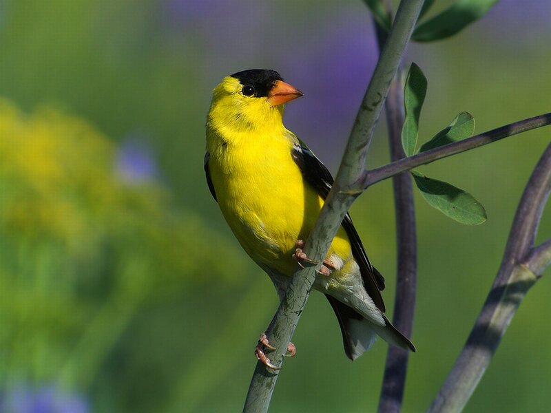 Yellow Bird on Branch — Calm, Morning, Photograph, Leaves