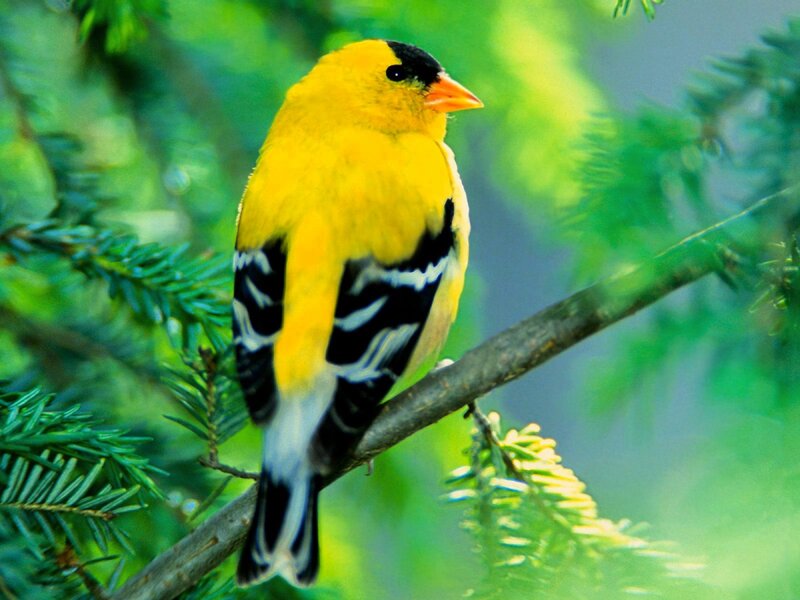 Yellow Bird on Branch — Calm, Morning, Photograph, Pine Needles