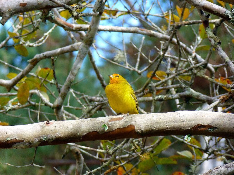 Yellow Bird on Branch — Calm, Morning, Photograph, Tree, Leaves
