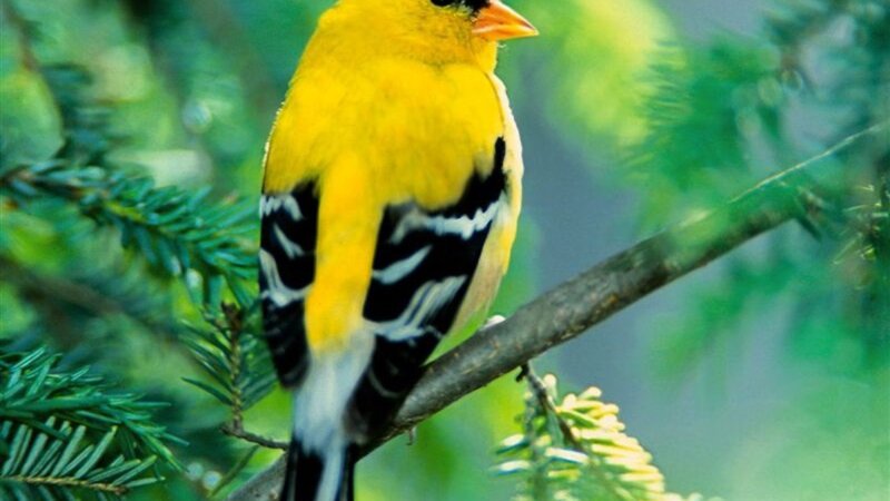 Yellow Bird on Branch — Calm, Morning