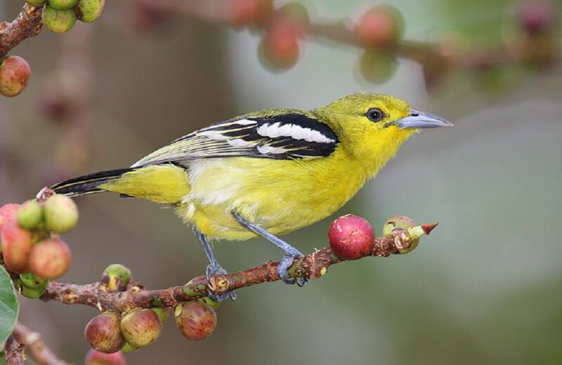 Yellow Bird on Branch — Calm, Photograph, Berries
