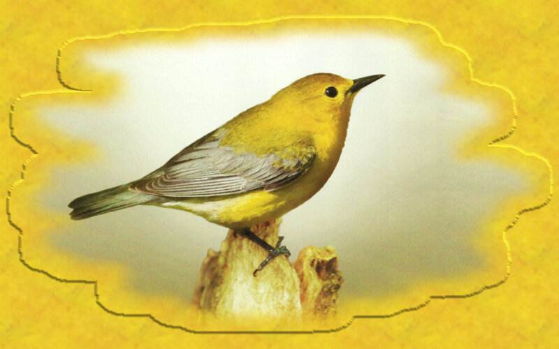 Yellow Bird on Branch — Calm, Photograph, Cloud
