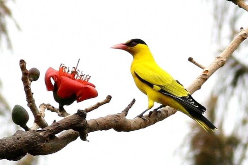 Yellow Bird on Branch — Calm, Photograph, Flower
