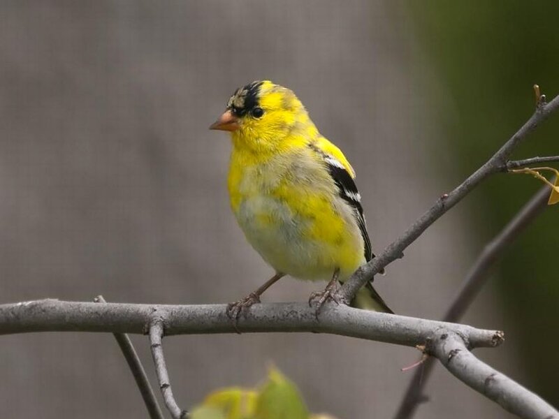 Yellow Bird on Branch — Calm, Photograph, Leaf