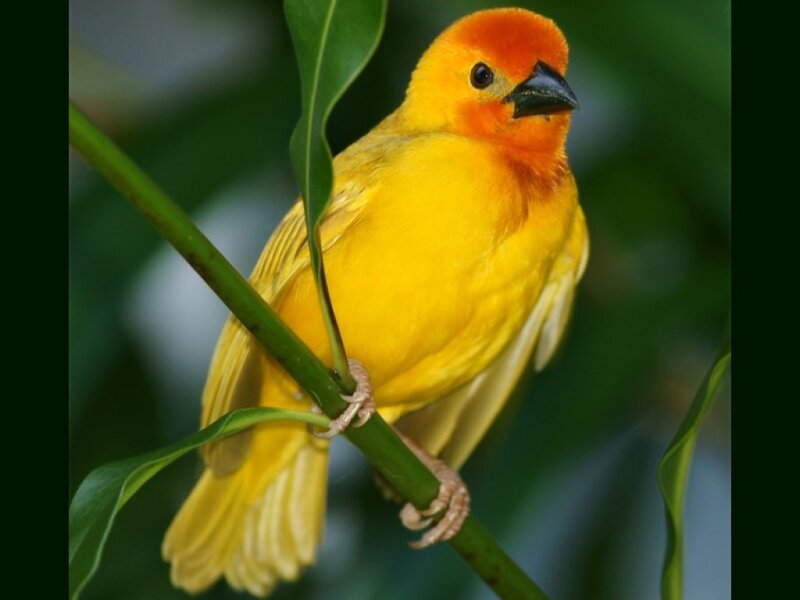 Yellow Bird on Branch — Calm, Photograph