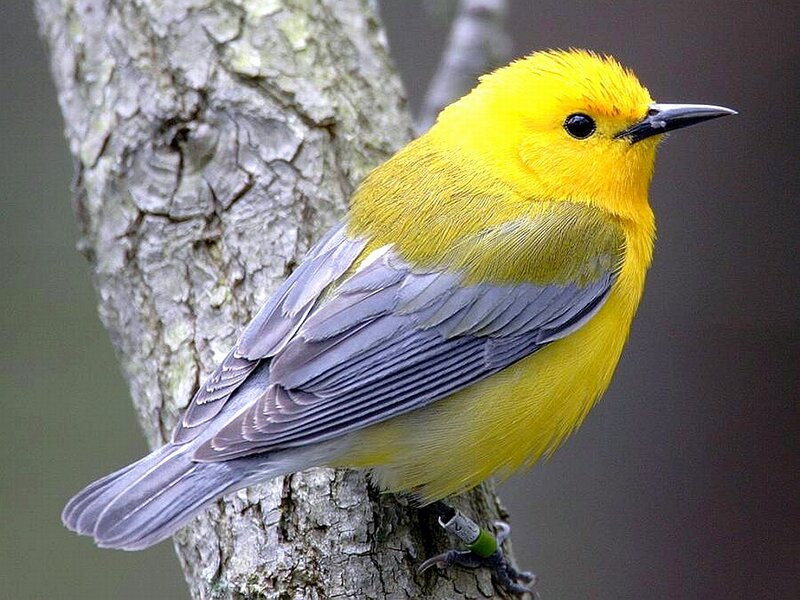 Yellow Bird on Branch — Calm, Photograph, Tree Bark