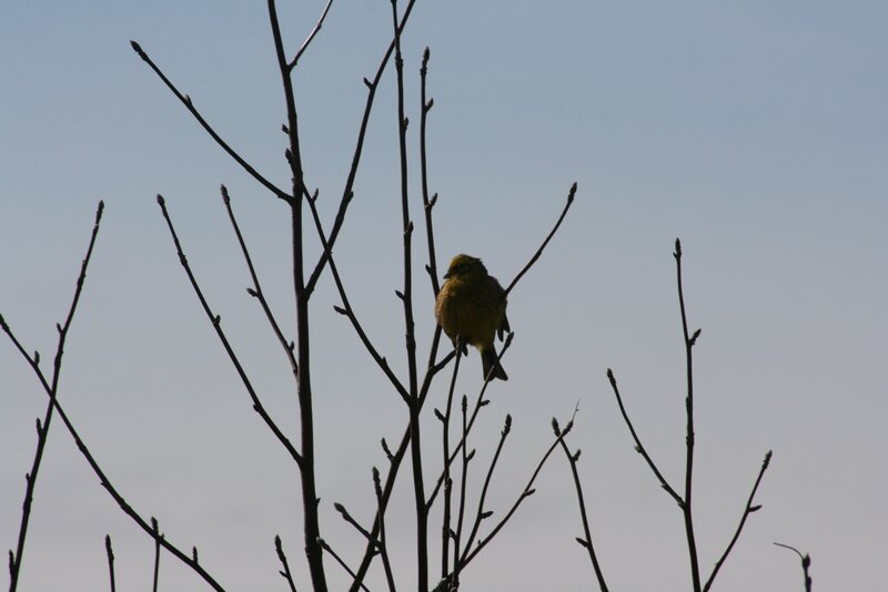 Yellow Bird on Branch — Calm, Spring, Photograph, Branches