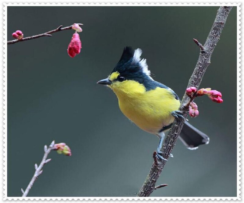 Yellow Bird on Branch — Calm, Spring, Photograph, Buds