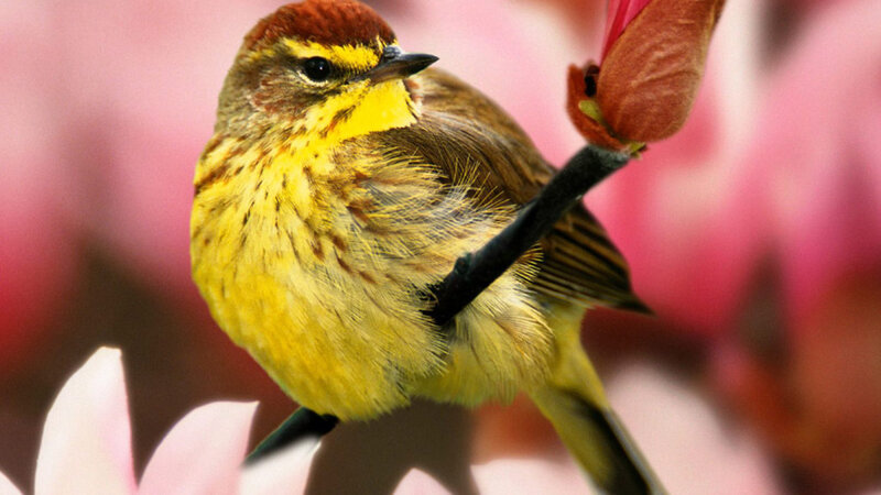 Yellow Bird on Branch — Calm, Spring, Photograph, Flower Bud