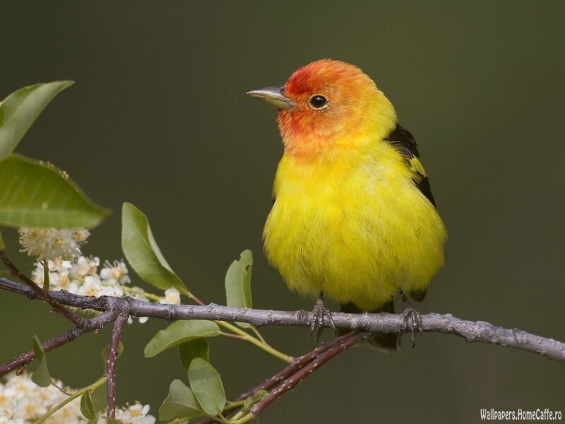 Yellow Bird on Branch — Calm, Spring, Photograph, Flowers, Leaves, Red
