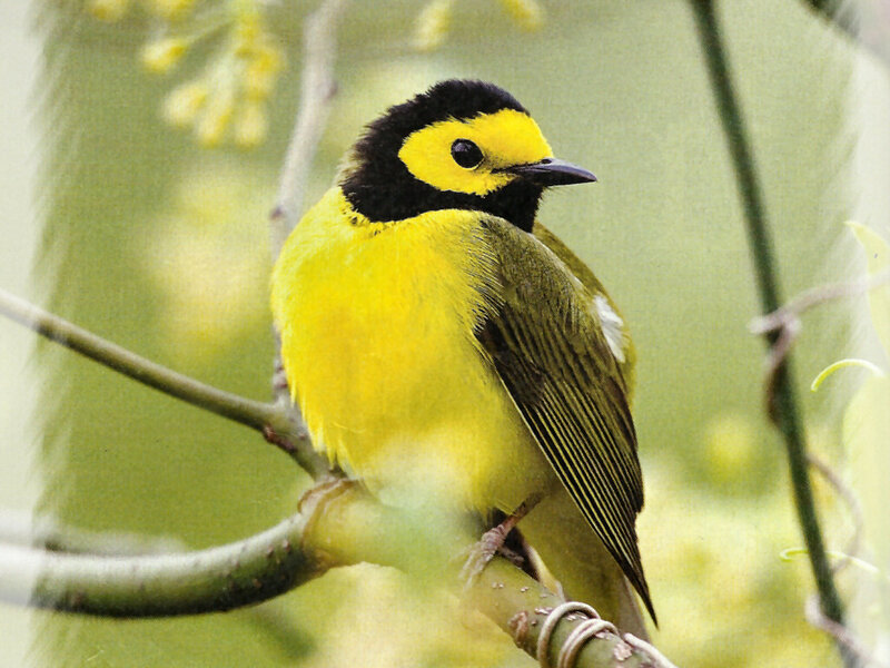 Yellow Bird on Branch — Calm, Spring, Photograph, Flowers, Leaves