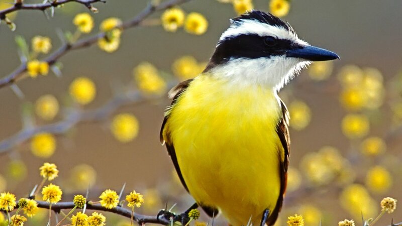 Yellow Bird on Branch — Calm, Spring, Photograph, Flowers