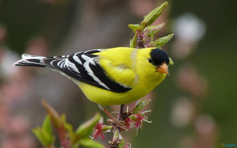 Yellow Bird on Branch — Calm, Spring, Photograph, Leaves