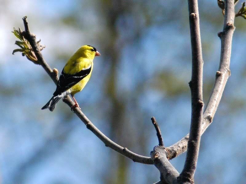 Yellow Bird on Branch — Calm, Spring, Photograph, Sky