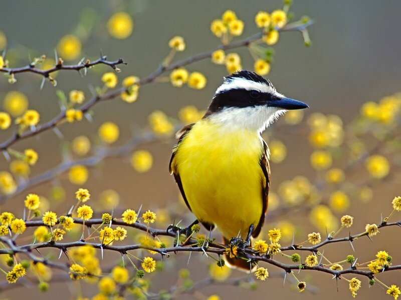 Yellow Bird on Branch — Calm, Spring, Photograph