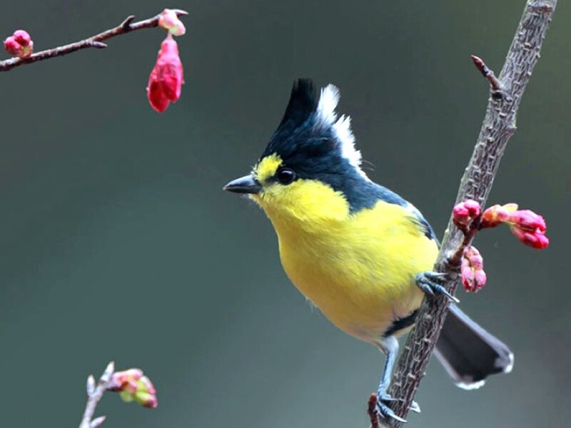 Yellow Bird on Branch — Calm, Spring