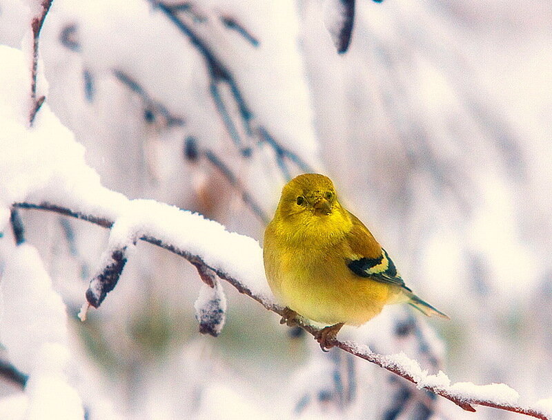Yellow Bird on Branch — Calm