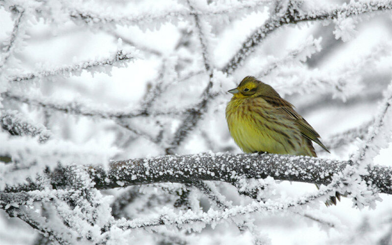 Yellow Bird on Branch — Calm, Winter