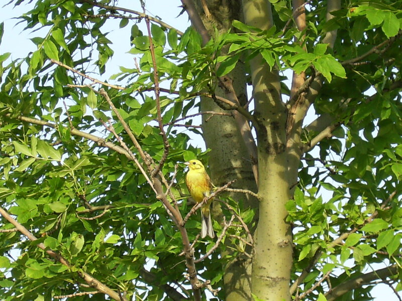 Yellow Bird on Branch — Green, Calm