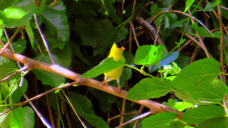 Yellow Bird on Branch — Green, Natural, Afternoon, Photograph