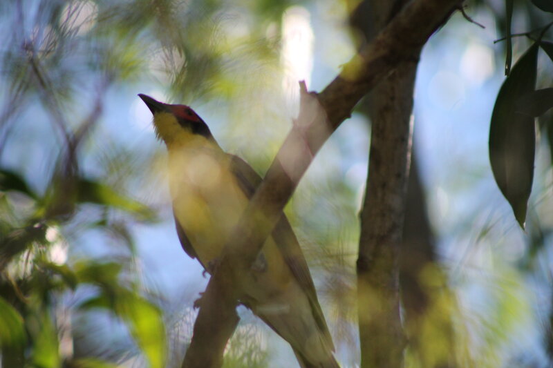 Yellow Bird on Branch — Green, Natural