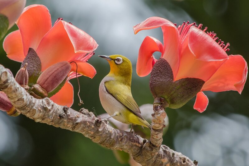 Yellow Bird on Branch — Green, Serene, Morning, Photograph