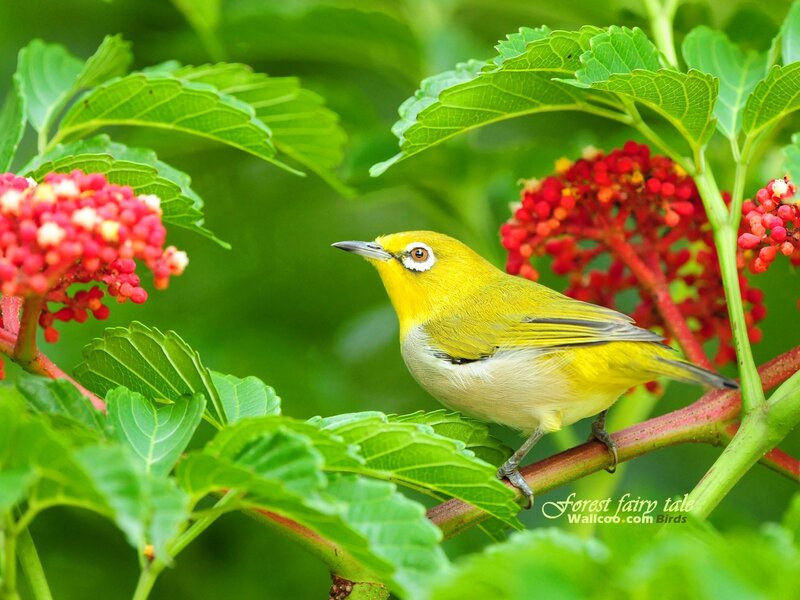 Yellow Bird on Branch — Green, Serene, Morning