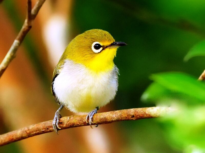 Yellow Bird on Branch — Green, Serene, Photograph, Leaves