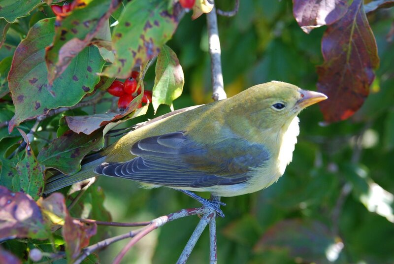 Yellow Bird on Branch — Green