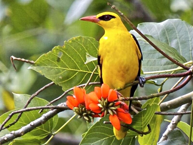 Yellow Bird on Branch — Natural, Afternoon