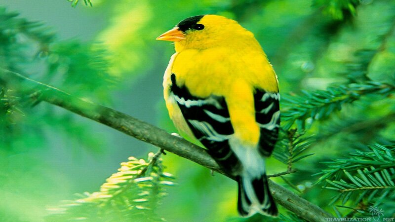 Yellow Bird on Branch — Natural, Photograph, Pine Needles