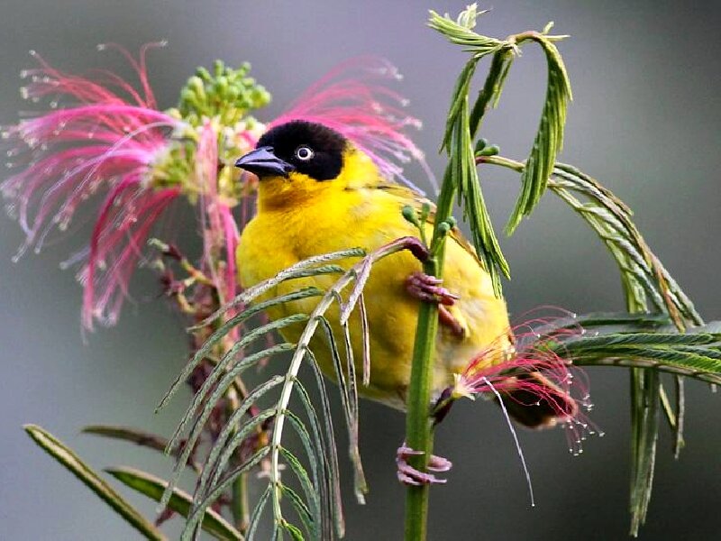 Yellow Bird on Branch — Natural, Photograph