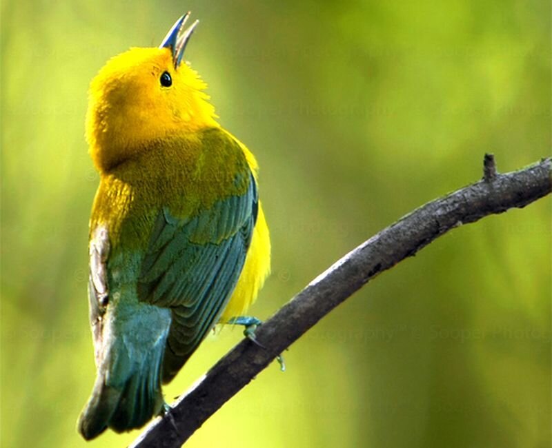 Yellow Bird on Branch — Natural