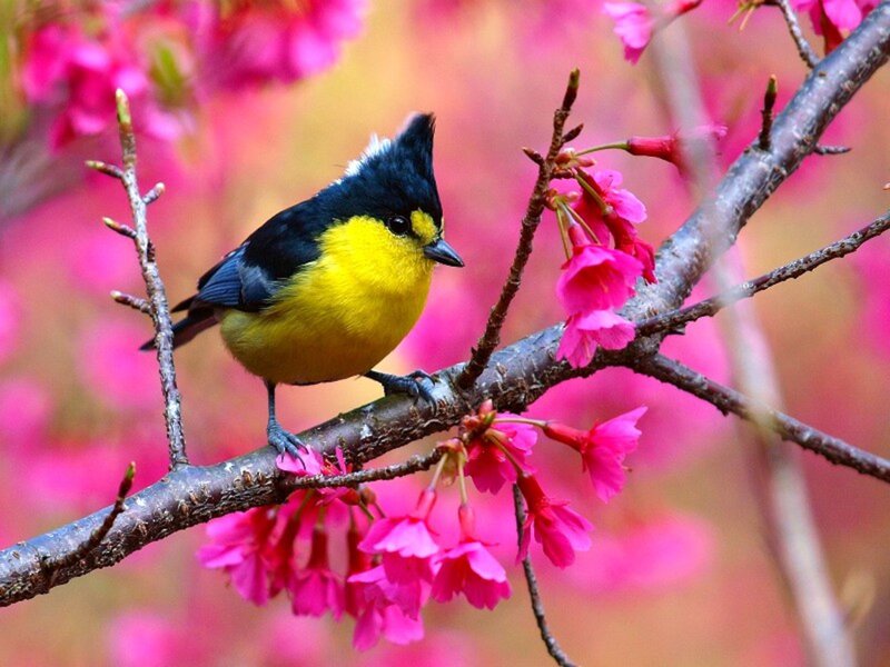 Yellow Bird on Branch — Pink, Serene, Spring