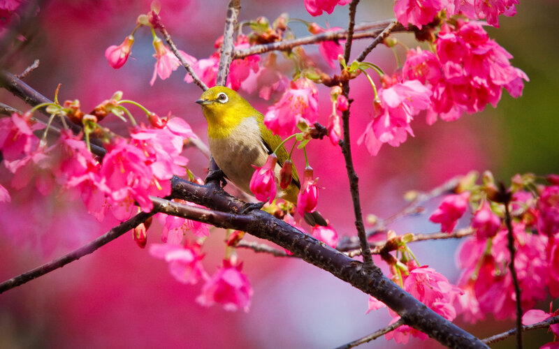 Yellow Bird on Branch — Pink, Serene