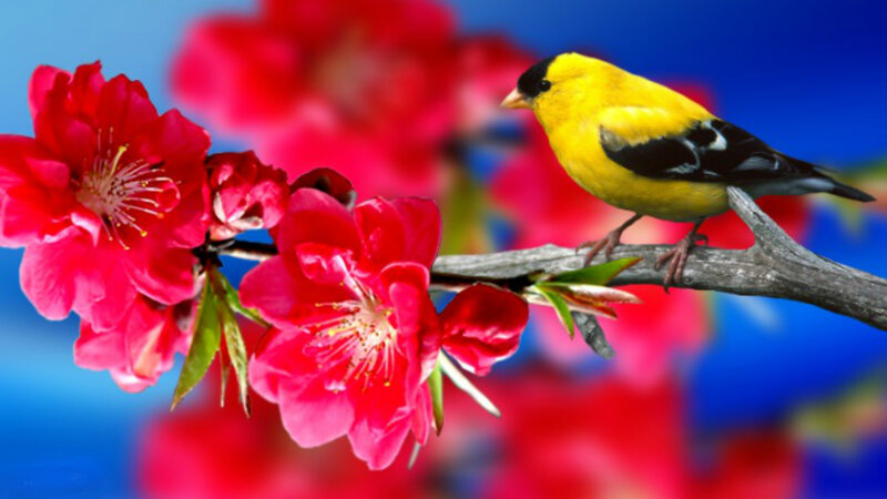 Yellow Bird on Branch — Red