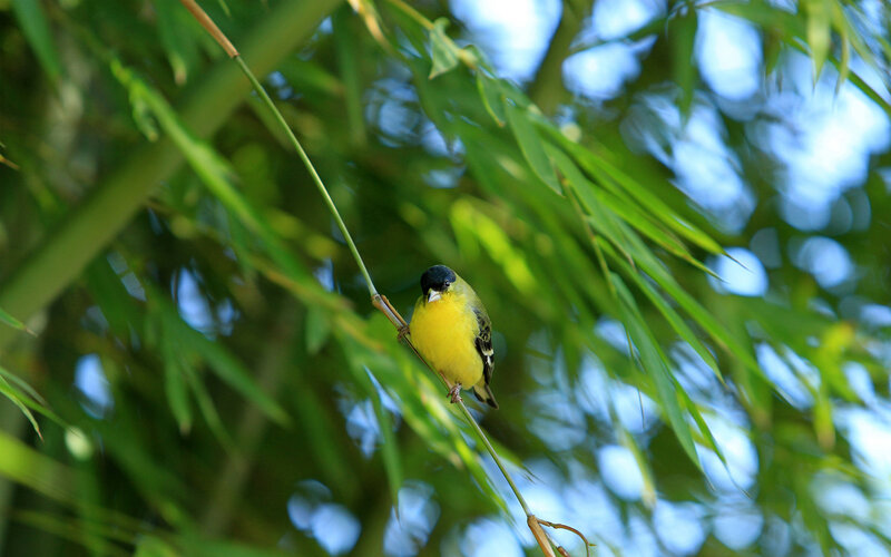 Yellow Bird on Branch — Serene, Afternoon