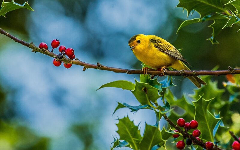 Yellow Bird on Branch — Serene, Autumn, Photograph, Berries
