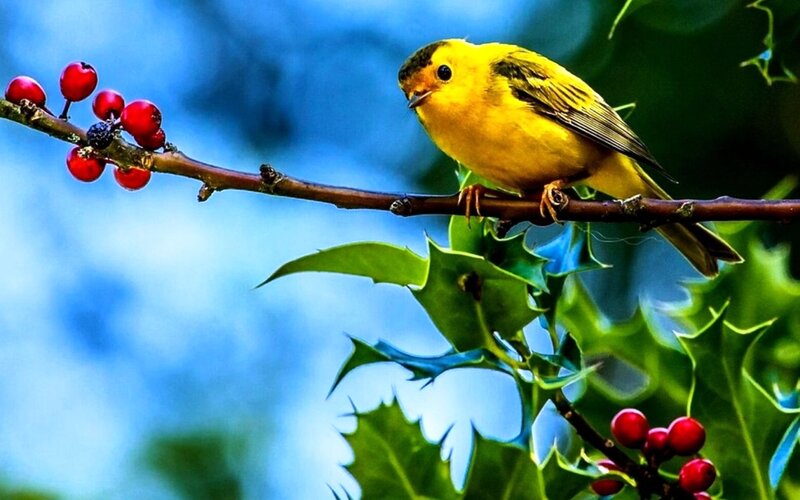 Yellow Bird on Branch — Serene, Autumn